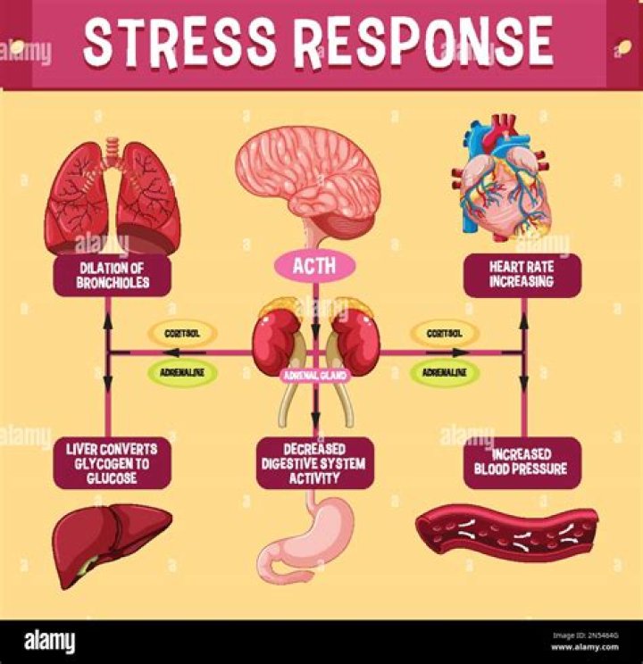 What is the first stage in stress response