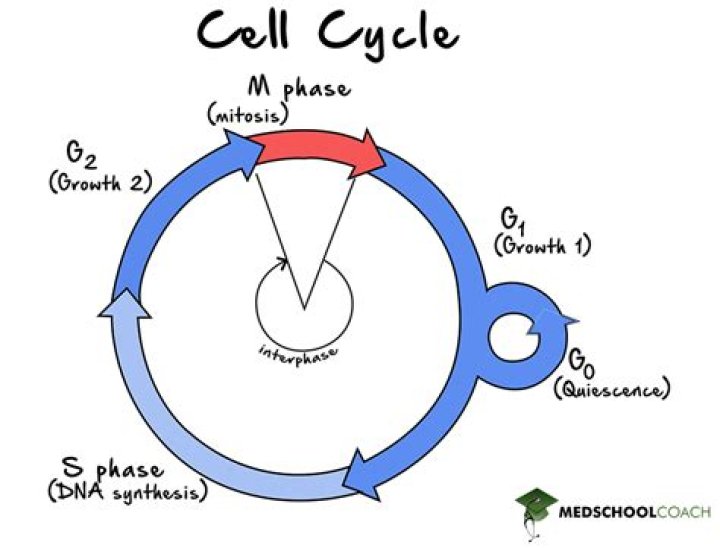 What is the first stage of the cell cycle