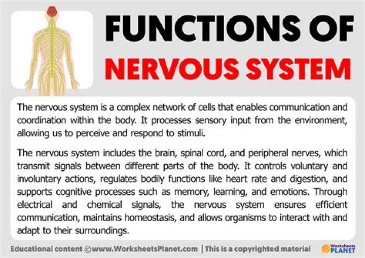 What is the function of the nerves