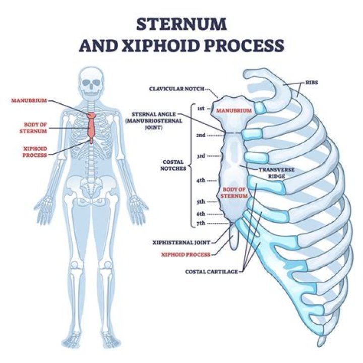 What is the function of the xiphoid process