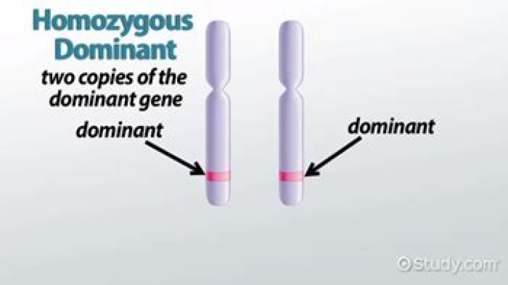 What is the genotype of a homozygous dominant individual