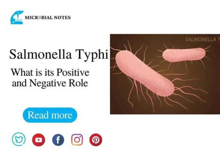 What is the meaning of Salmonella typhi