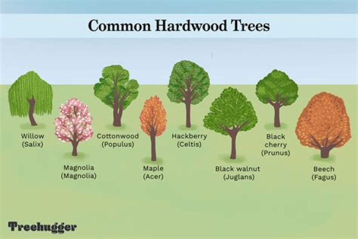 What is the most common type of tree
