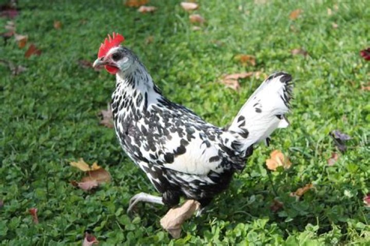 What is the name of black and white chickens