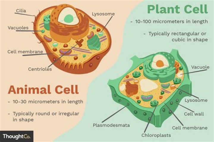 What is the plant cell and animal cell