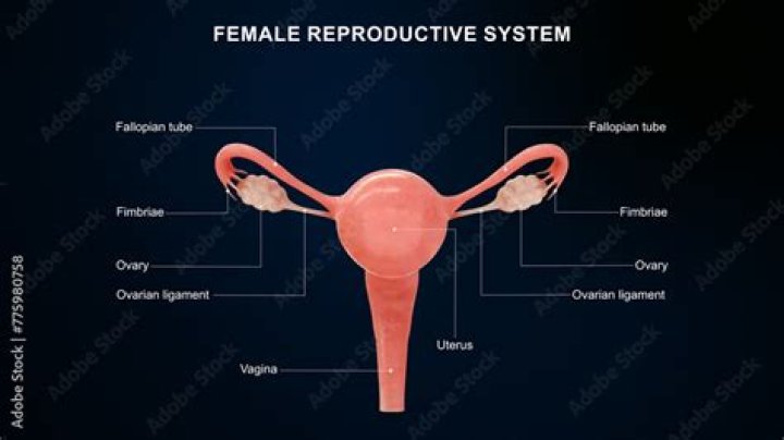 What is the primary organ of the female reproductive system