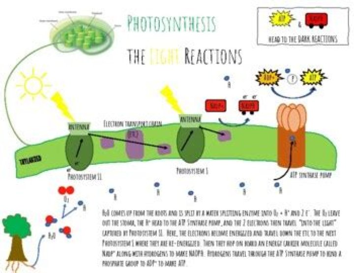 What is the primary purpose of splitting of water in the light reactions
