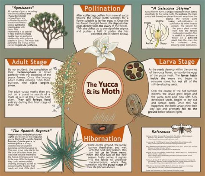 What is the relationship between a yucca and a yucca moth