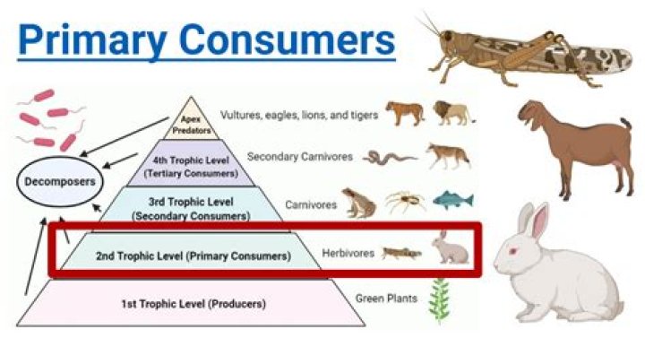 What is the role of a consumer science