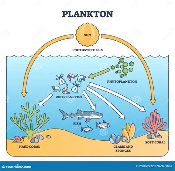 What is the role of plankton in an ocean ecosystem