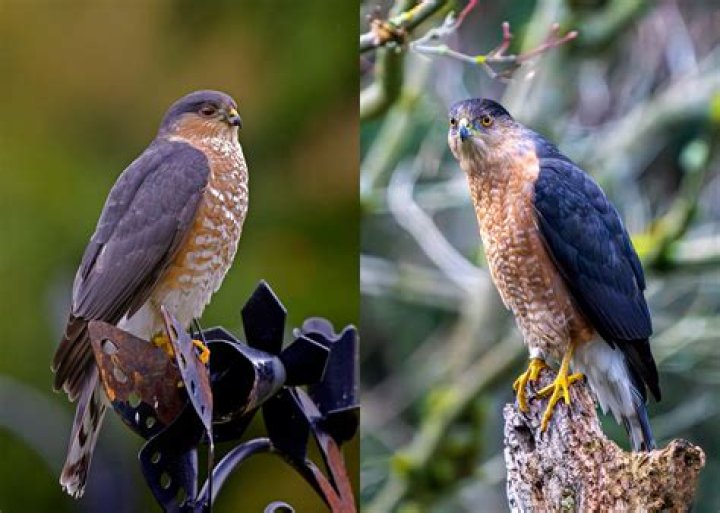 What is the size of a sharp shinned hawk