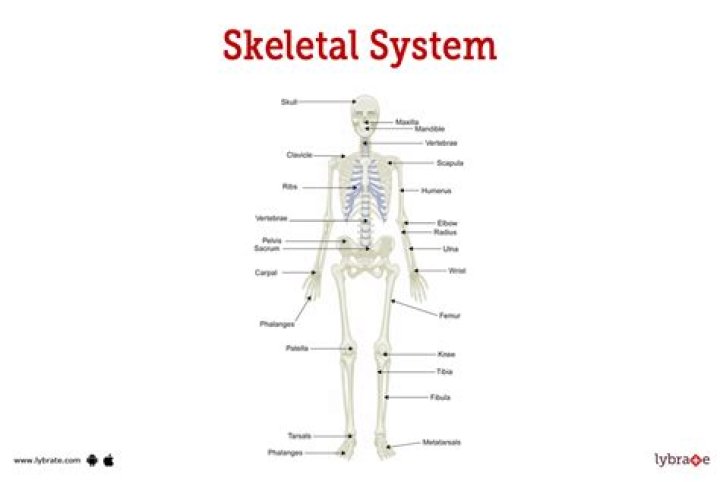 What is the skeletal system