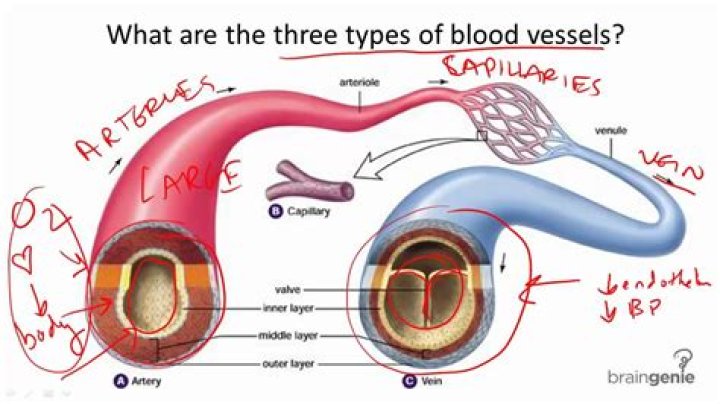 What is the structure and function of the blood vessels