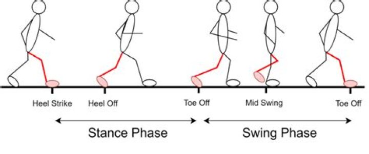 What is the swing phase of walking