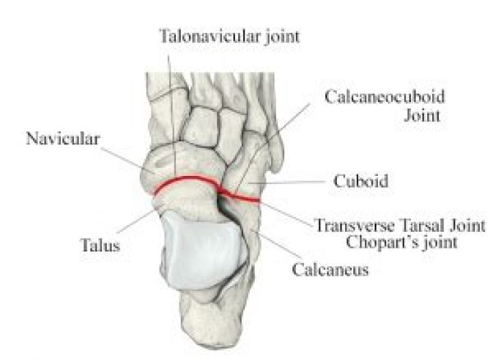 What is the transverse tarsal joint