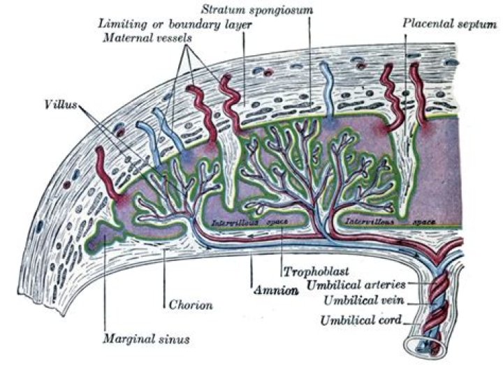 What is villous tissue