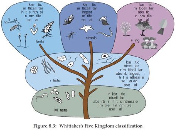 What is Whittaker classification