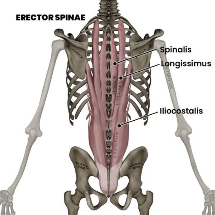What is your erector spinae