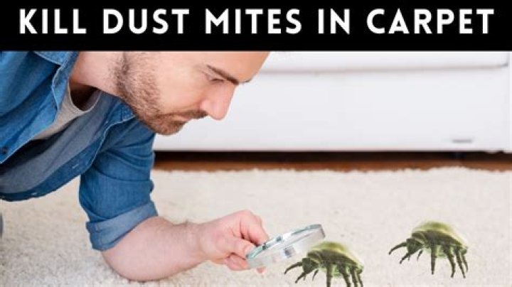 What kills dust mites in carpet