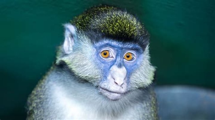 What kind of monkey has a blue face