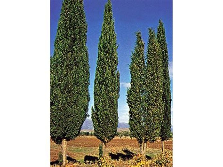 What kind of trees grow in Italy