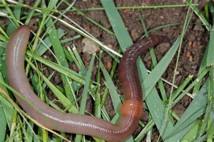 What kind of worms live in the ground