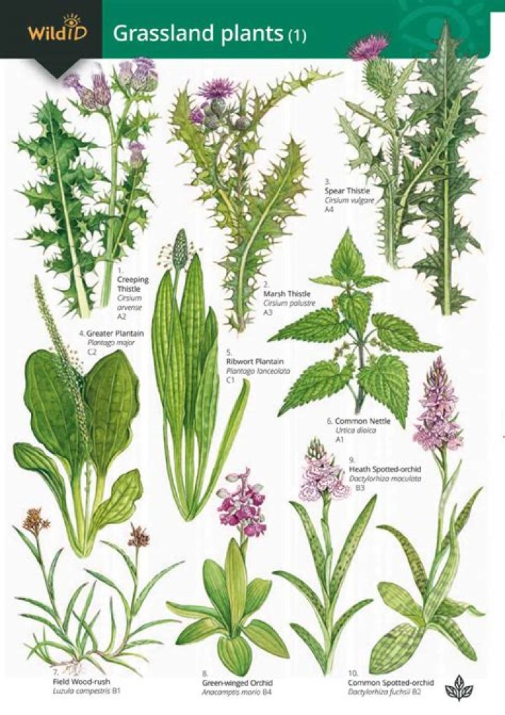 What kinds of plants live in the grasslands