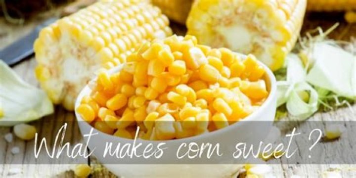 What makes sweet corn sweet