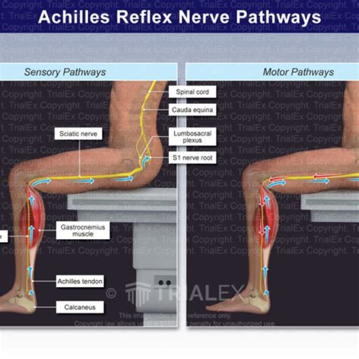 What nerve Innervates the Achilles reflex