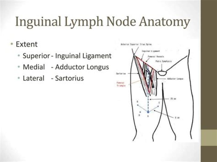 What organs are located in the inguinal region