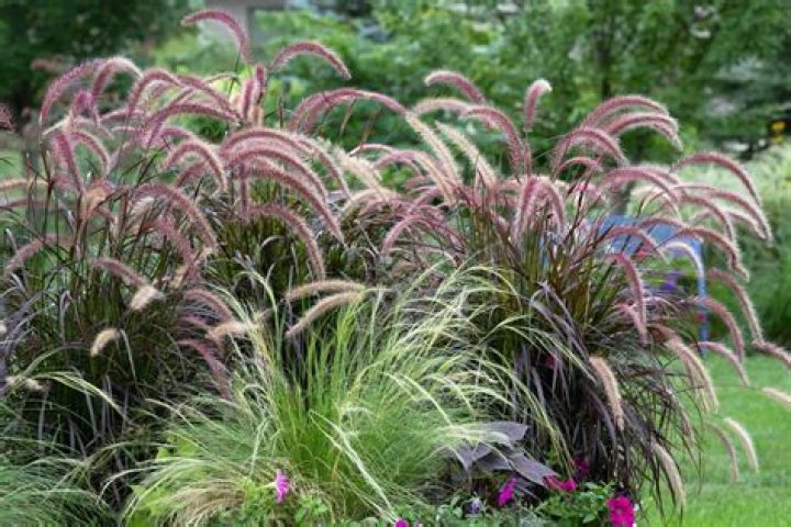 What ornamental grasses are not invasive