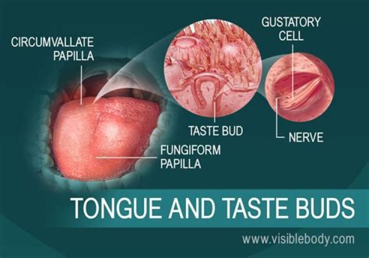 What papillae contain taste buds