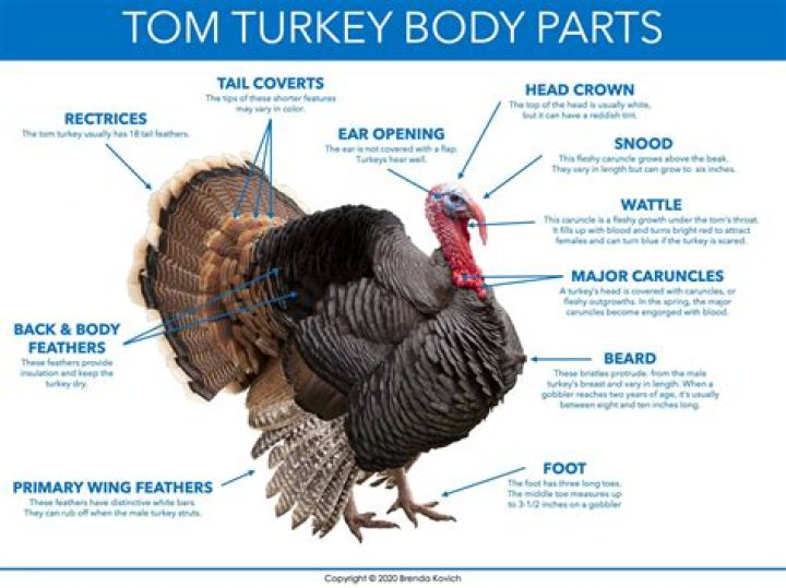 What part of a turkey is dark meat
