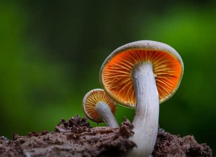 What part of the plant is mushroom