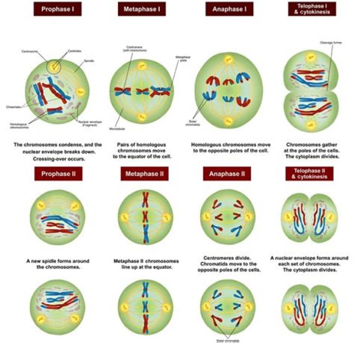 What phase of meiosis do homologs line up along equator
