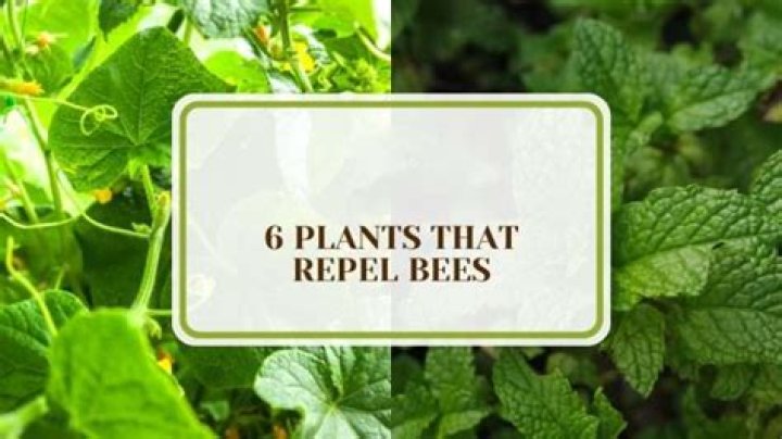 What plants repel bees
