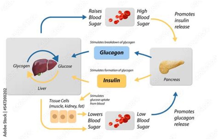 What process breaks down glucose to release energy