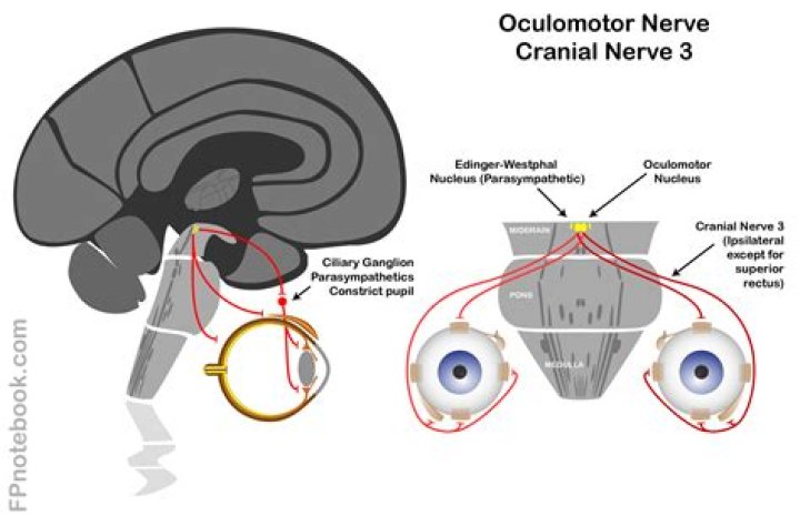 What role does the oculomotor nerve play in the parasympathetic nervous system