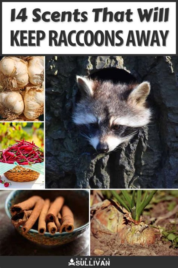 What smell will keep raccoons away