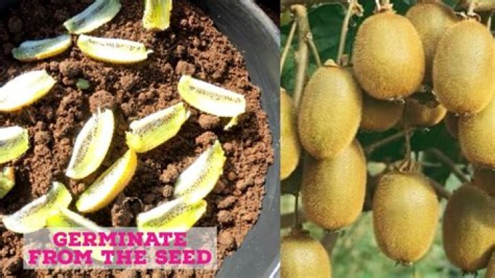 What time of year do kiwis grow