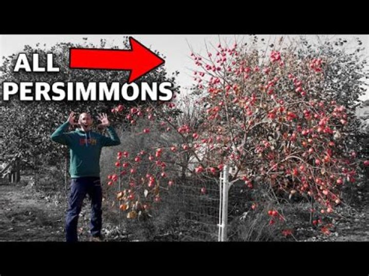 What time of year do persimmon trees bear fruit