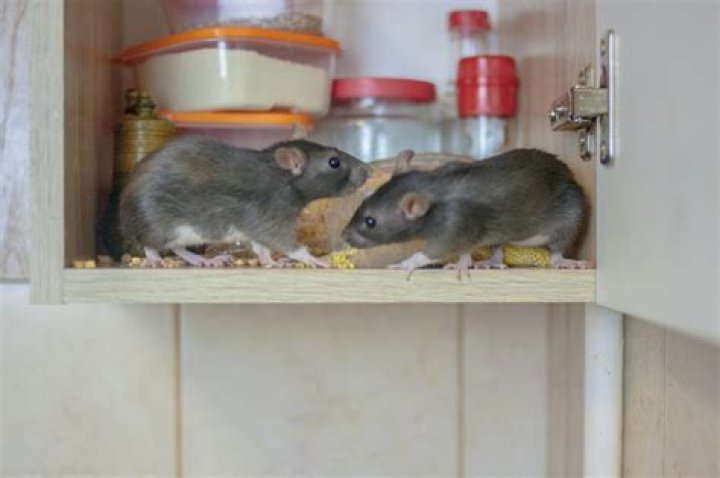 What to do when you have mice in your kitchen