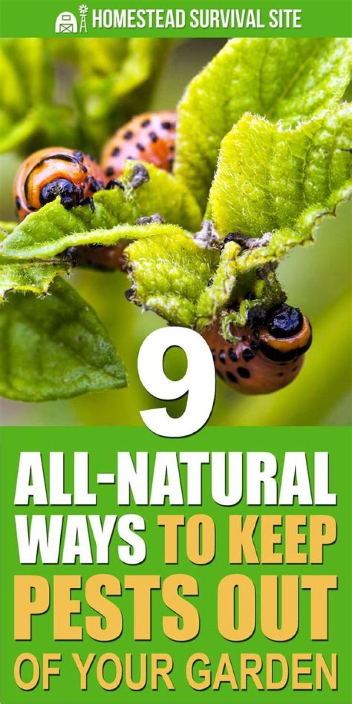 What to plant to keep pests out of garden