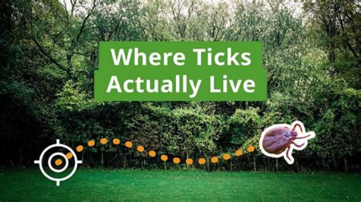 What type of environment do ticks live in