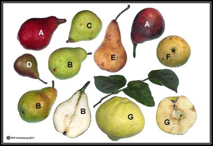 What type of fruits are apples and pears