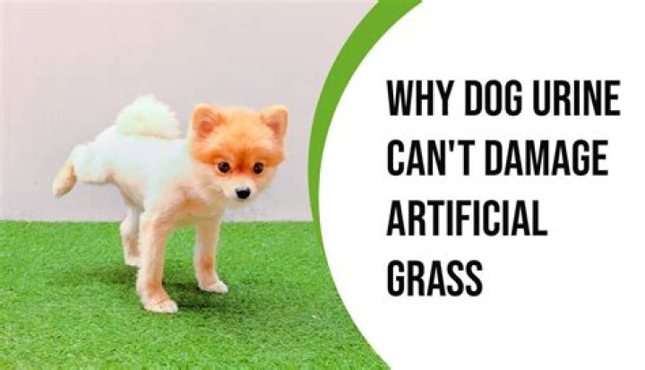 What type of grass can withstand dog urine