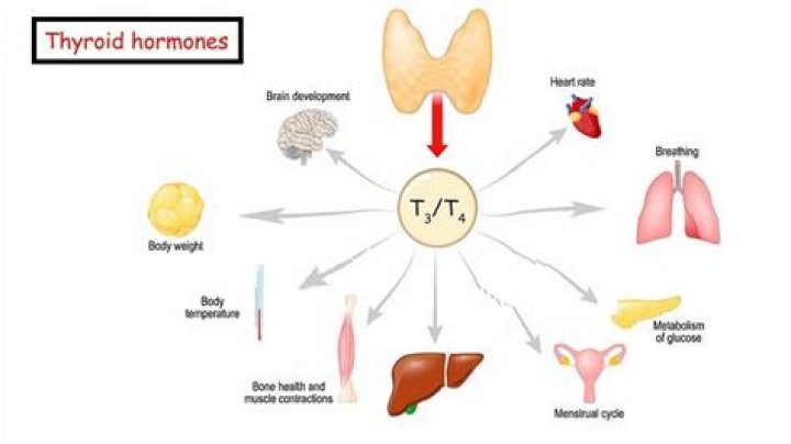 What type of hormone is thyroid hormone