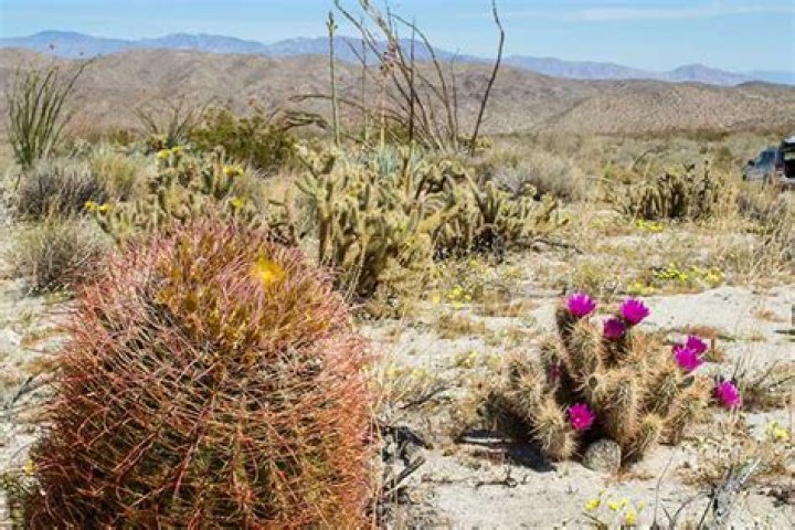 What type of plants live in the desert biome
