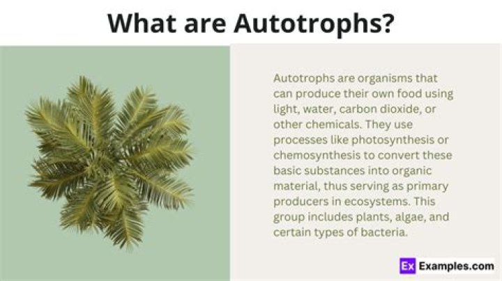 What types of protists are Autotrophs