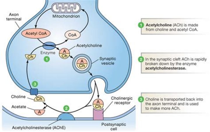 What would happen if acetylcholine was not removed from the synaptic cleft